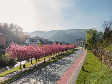  Japonske češnje v polnem razcvetu